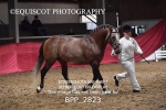 BPP_2823
