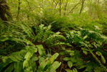 Teifi Gorge