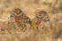Burrowing Owl pair, Cape Coral, Florida