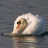 20080506-we 029 Mute Swan