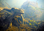 Common toad_228