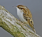 Treecreeper