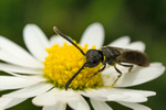 Monosapyga clavicornis portfolio