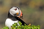 Puffin Portrait
