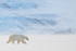 Male Polar Bear walking, Svalbard, Norway