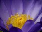 Lily Crown