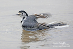 Pied Wagtail 290107