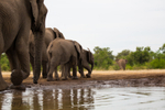 Elephants portfolio