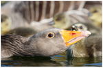 1 Protection Racket Greylag Goose and Goslings
