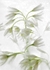 Wild Garlic