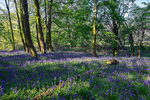 Bluebell forest near Fintry, Stirlingshire