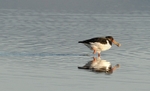 Oyster Catcher