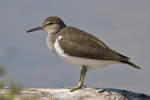 Common Sandpiper in the lagoon at Brownsea Island