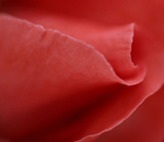 Delicacy Of Love