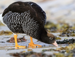 Kelp Goose (female) drinking close view, Carcass Settlement, Falklands