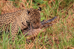 Jaguar hunting sequence (frame 7):  Biting Caiman on back of neck