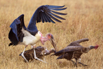 Marabou Stork portfolio