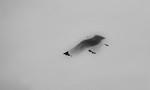 Kittiwake 7320
