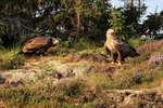 Sea Eagles (adult & juvenile), Flatanger, Norway