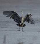 GREY HERON 5
