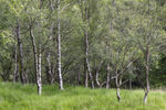 Birch Grove