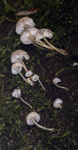 Bark Bonnet