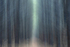 Into the Forest