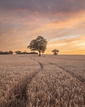 Harvestime Sunset: 268E