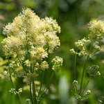 Shining meadow rue (Thalictrum lucidum)
