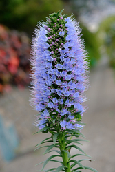 Pride of Madeira Flower