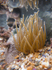Sea Anemone, Rock Pool, Cornwall, Ian Wade