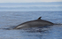 Petit rorqual