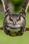 european eagle owl Bubo bubo-8589