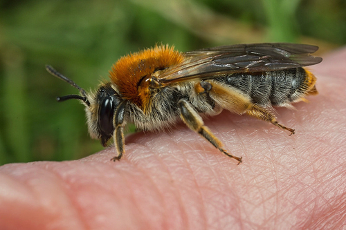 Recently-emerged [i]Andrena haemorrhoa[/i]. Staffordshire, April 2015.