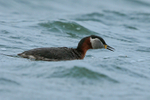 Red-necked Grebe strikes at an insect, Farmoor Reservoir