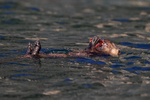 Marine Otter eating crayfish, Chile
