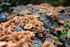 Fungus_ACP_8550