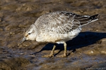 Knot (Calidris canutus)
