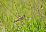Grasshopper Warbler