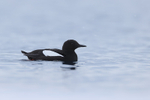 Black Guillemot in fjord, Spitsbergen, Svalbard