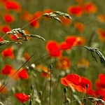 Flora-009