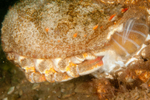 Maja squinado moulting e