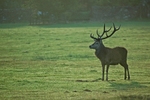 Red Deer