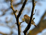 Chiffchaff