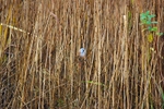 Bearded Tit