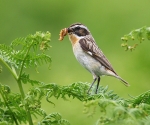 Whinchat