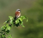 Red Backed Shrike