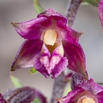 Dark red helleborine (Epipactis atrorubens)