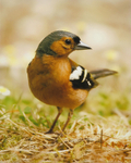 No.0025. Male Chaffinch.