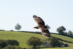 White Tailed Eagle
